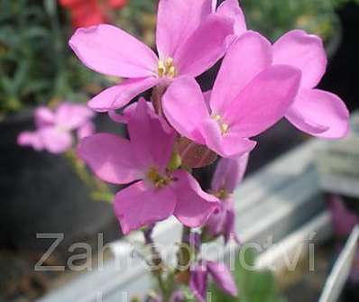Arabis blepharophylla Red Sensation