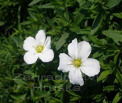 Arenaria montana Blizzard Compact