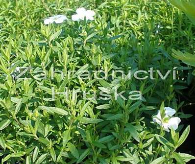 Arenaria montana Blizzard