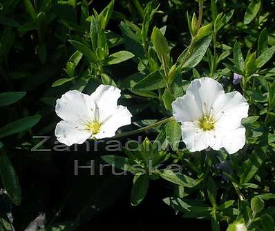 Arenaria montana Blizzard Compact