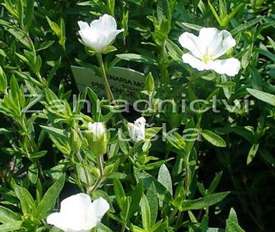 Arenaria montana Blizzard Compact