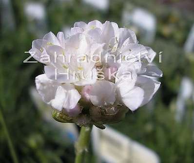 Armeria maritima Alba