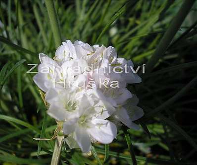Armeria maritima Alba