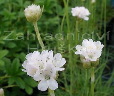 Armeria maritima Alba