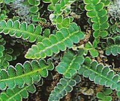 kyvor - Ceterach officinarum