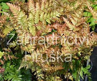 kapraď - Dryopteris erytrosora
