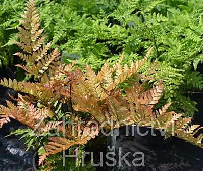kapraď - Dryopteris erytrosora