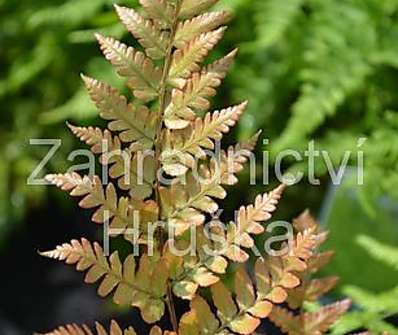 kapraď - Dryopteris erytrosora