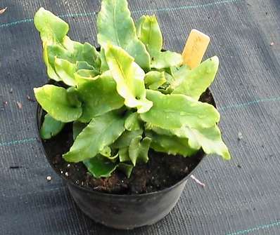 jelení jazyk - Phylitis scolopendrium Cristata