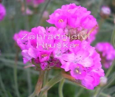 Armeria maritima Splendens