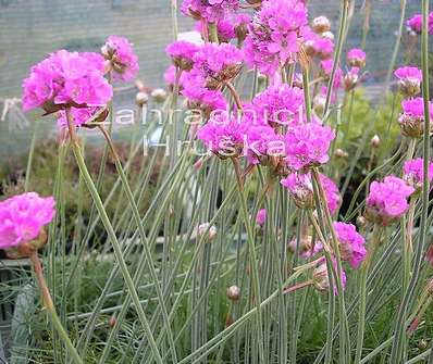 Armeria maritima Splendens