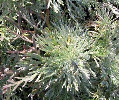 Artemisia schmidtiana Silver Mound