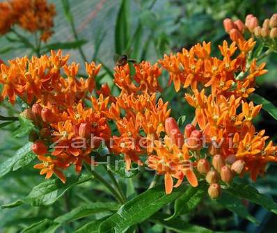 Asclepias tuberosa