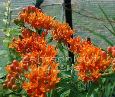 Asclepias tuberosa
