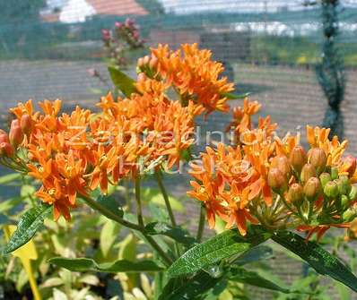 Asclepias tuberosa