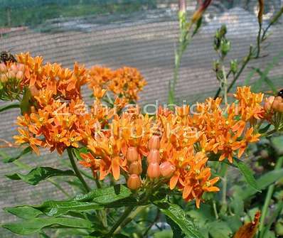 Asclepias tuberosa