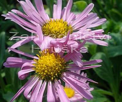 Aster alpinus Happy End