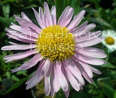 Aster alpinus Happy End