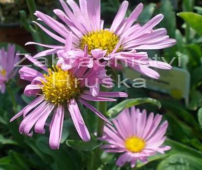 Aster alpinus Happy End