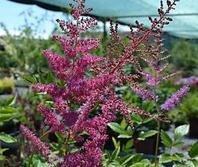 Astilbe arendsii Granat