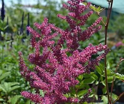 Astilbe arendsii Granat