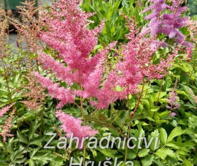 Astilbe arendsii Anita Pfeifer