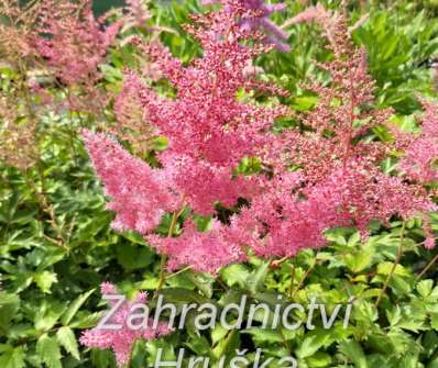 Astilbe arendsii Anita Pfeifer