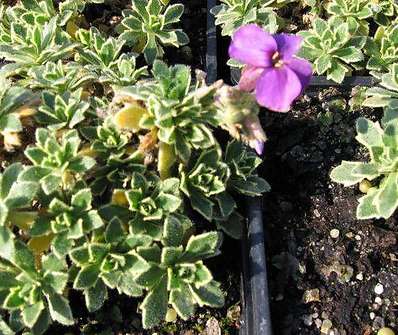 Aubrieta tauricola Silberrand