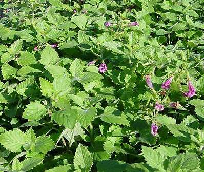 Calamintha grandiflora