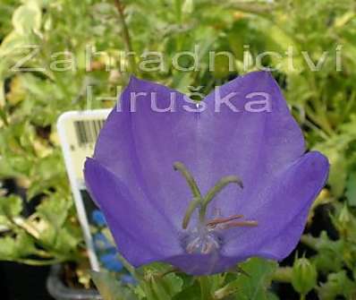 Campanula carpatica Deep Blue Clips