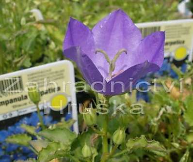 Campanula carpatica Deep Blue Clips