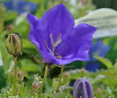 Campanula carpatica Deep Blue Clips