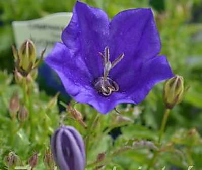 Campanula carpatica Deep Blue Clips