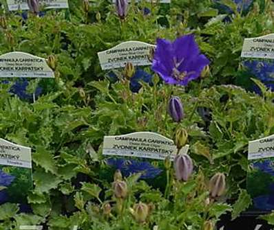 Campanula carpatica Deep Blue Clips