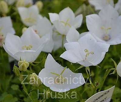 Campanula carpatica White Clips