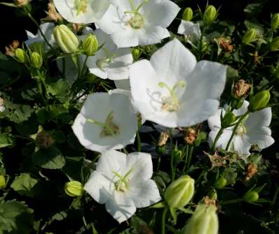 Campanula carpatica White Clips