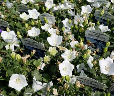 Campanula carpatica White Clips