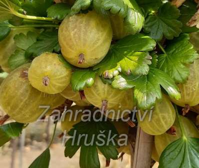 Angrešt Invicta