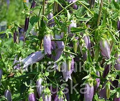 Campanula punctata