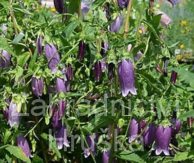 Campanula punctata