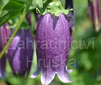 Campanula punctata