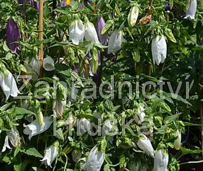 Campanula punctata