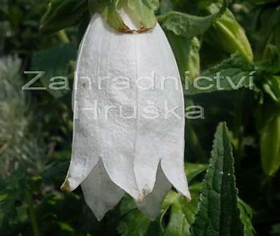 Campanula punctata