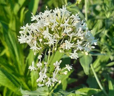 Centranthus ruber Albus