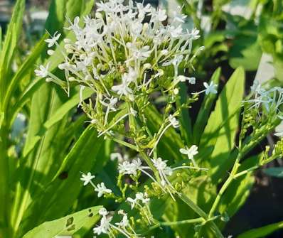 Centranthus ruber Albus