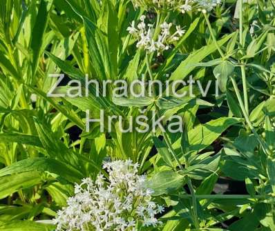 Centranthus ruber Albus