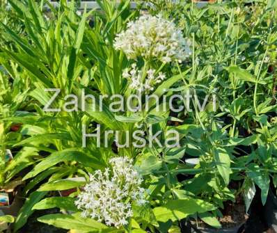 Centranthus ruber Albus