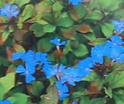 Ceratostigma plumbaginoides