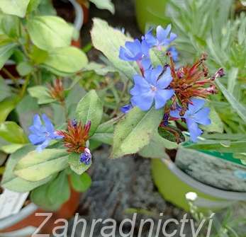Ceratostigma plumbaginoides