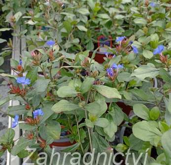 Ceratostigma plumbaginoides